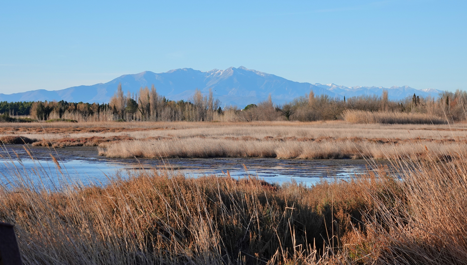 Etang de Salses, roselière, Photo Cécilia Fridlender